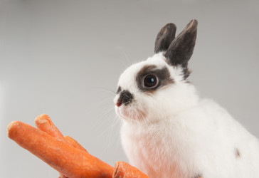 Similar image 1073028