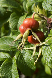 Similar image 1073511