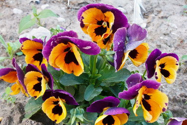 Similar image 1074034