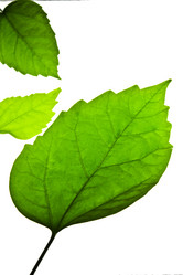 Similar image 1077199