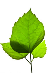 Similar image 1077202