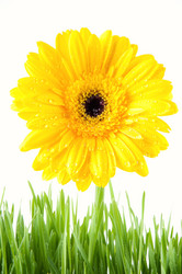 Similar image 1077427