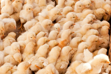 Similar image 1078565