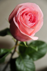 Similar image 1078904