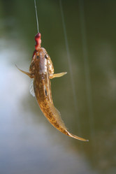 Similar image 1080470