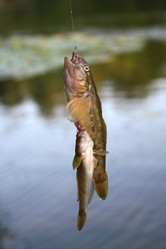 Similar image 1080485