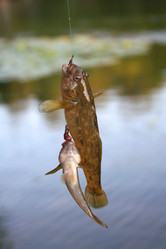 Similar image 1080514