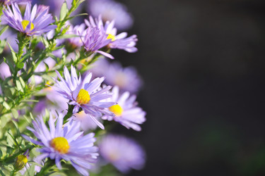 Similar image 1081071