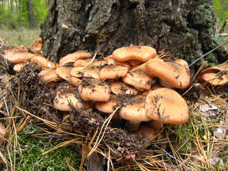 Similar image 1081331