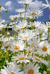 Similar image 1081736