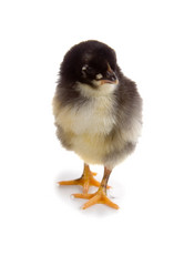 Similar image 1082202