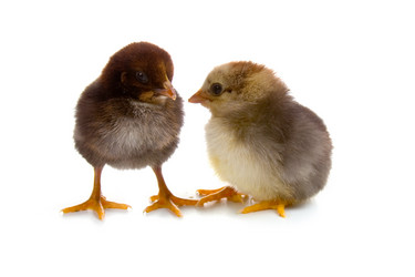 Similar image 1082213