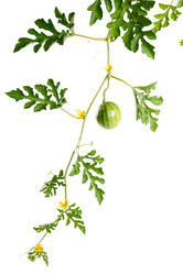 Similar image 1083180