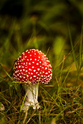 Similar image 1083344