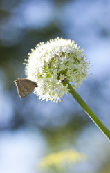 Similar image 1083363