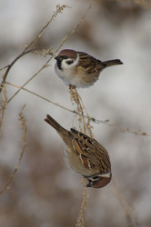 Similar image 1085400