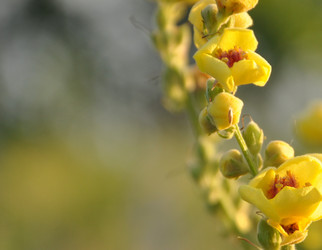 Similar image 1085530