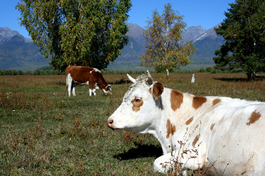 Similar image 1085615