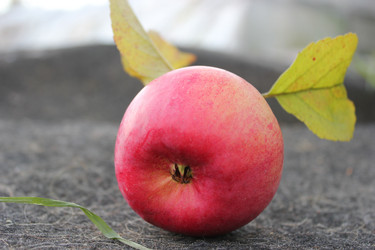 Similar image 1086230