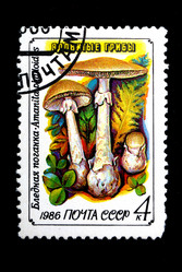 Similar image 1086666