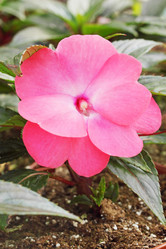 Similar image 1086679