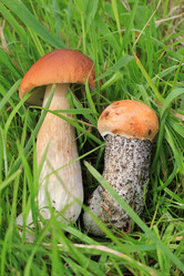 Similar image 1088814