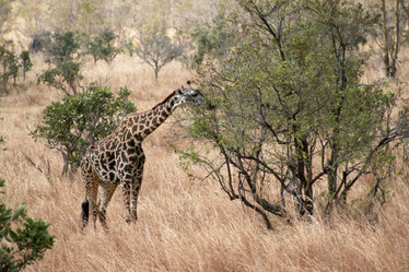 Similar image 1089188