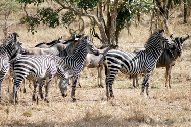 Similar image 1089191