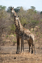 Similar image 1089193