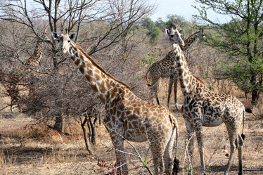 Similar image 1089197