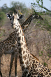 Similar image 1089195