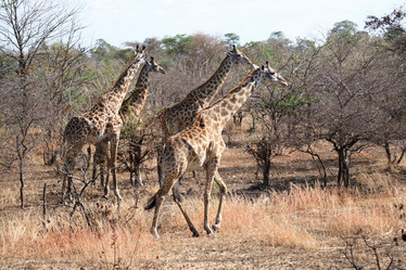 Similar image 1089194