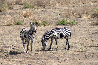 Similar image 1089196