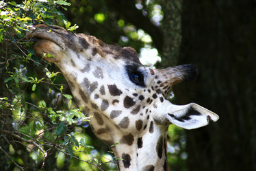 Similar image 1089208