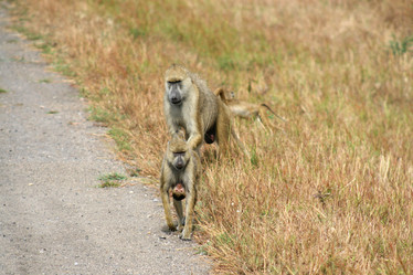 Similar image 1089248