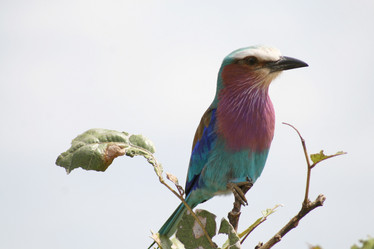 Similar image 1089305