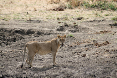 Similar image 1089617