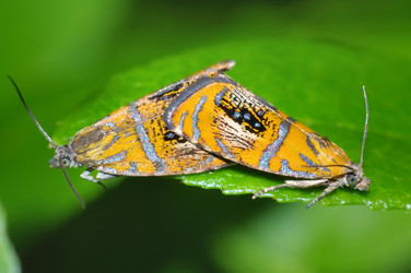 Similar image 1090207