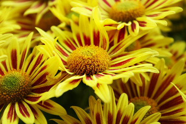 Similar image 1091256