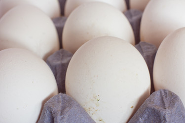 Similar image 1091341