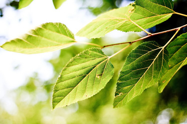 Similar image 1094186