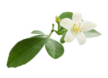 Similar image 1095838