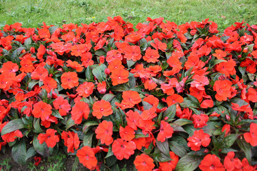 Similar image 1096076