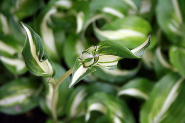 Similar image 1096082