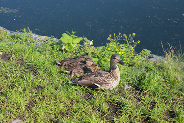 Similar image 1096683