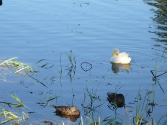 Similar image 1097547