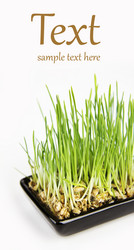 Similar image 1097761