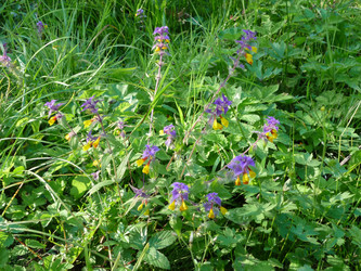 Similar image 1098277