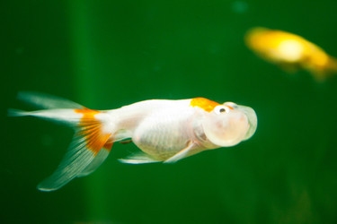 Similar image 1098384