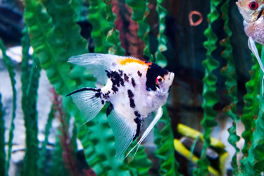 Similar image 1098386